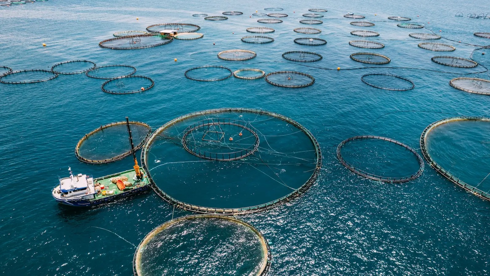 Aquaculture
